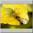 Nigma walckenaeri - Gruene Lauerspinne 04.jpg